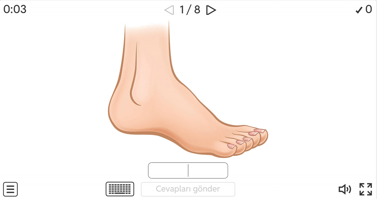 Maarif Modeli - 5.3 Body Parts 4